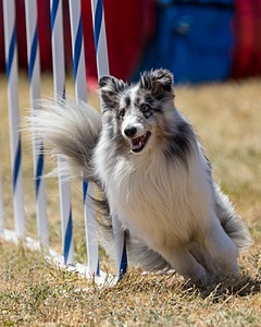 20160618-CCKC-1927.jpg