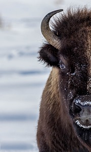 Bison, Yellowstone National Park