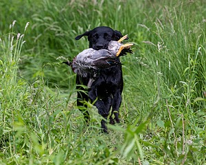 20170603-SHRW-2017.jpg