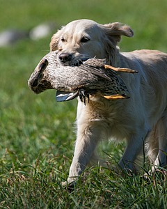 Chase