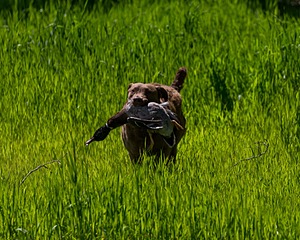 20170604-SEAL-1134.jpg
