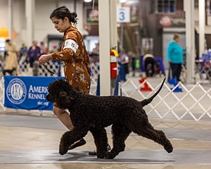 15 - CH POOLE'S IDE DARK KNIGHT (Oscar)