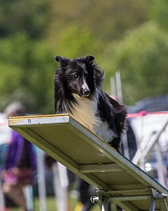 Tuukka Thibodeau