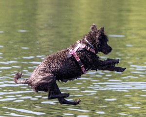 Tootsie Totten