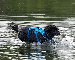 Fenwick Kutner