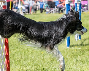 20170520-NEAT-0582.jpg