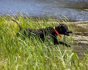 Ghillie Kezer