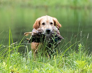 20170805-MH2-0017.jpg