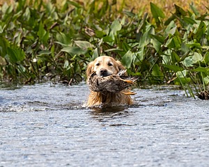 Ghillie Deresienska
