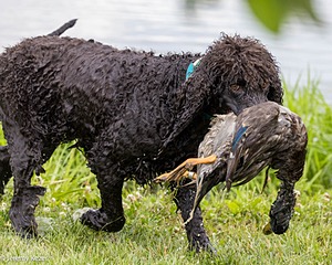 Ghillie