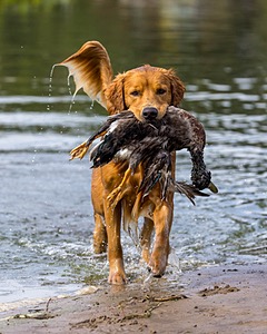 Moose Curtis