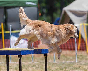 Odie Seney
