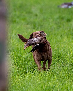 20170603-SHRL-0926.jpg