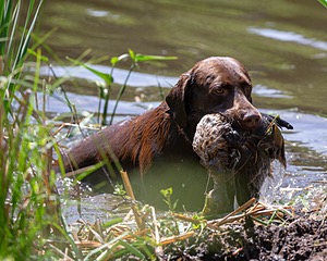 Otter Donlon