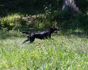 Onyx Klein