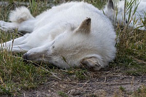 Grizzly & Wolf Discovery Center, West Yellowstone