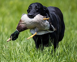 Cane Robichaud