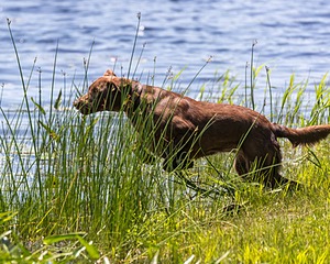 Rylee