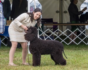20 - GCHS CH POOLE'S IDE SAY NO MORE OHS CD RE JH DS (Simone)