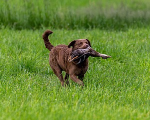 20170603-SHRL-0919.jpg