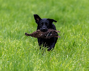 20170603-SHRL-0359.jpg