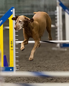 Moxie Allard