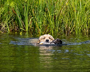 Jazz Man Kogut