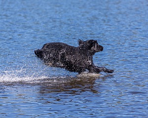 Ruger Bodine
