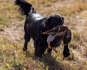 Otter Young