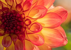 Dahlia