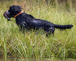 Crusoe Kuchinos