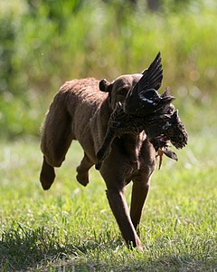 Mocha Barrett