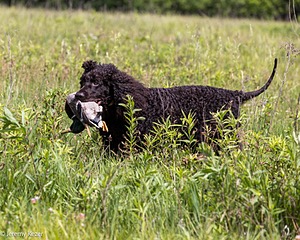 Ripley