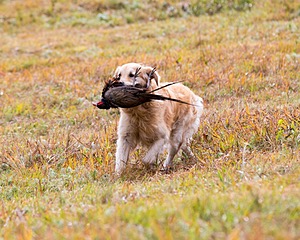 Ghillie