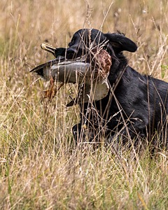 Onyx