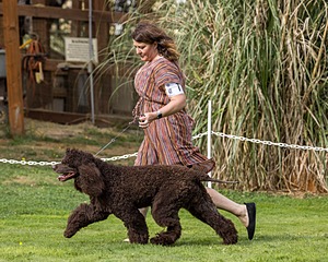 11 - GCH CH BREKKON'S FIRST MARK BN RN CGC TKN