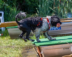 Bindi