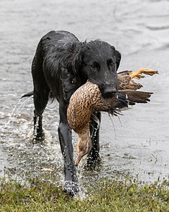 Splash Nettleton-Smilas
