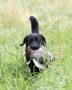 Ranger schuko