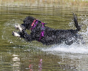 Dotty Lattrell