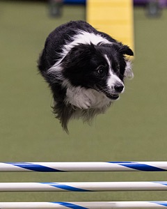 Breeze Schunk