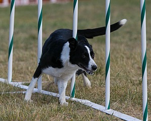 20150614-CCKC-0020.jpg