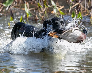 Splash