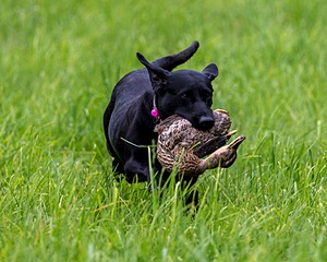 20170603-SHRL-1193.jpg