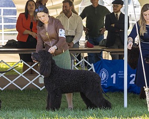 25 - GCH CH POOLE'S IDE RIPTIDE OHS RI DS CGC (Rip)