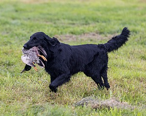 Cash Ogeka