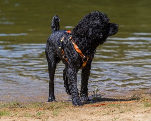 Camo Berger
