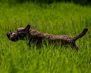 20170604-SEAL-1145.jpg