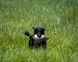 Cane Robichaud