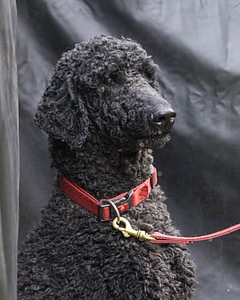 Hugo